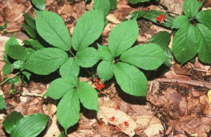 Deer Love Ginseng to Death