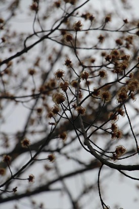 sugar_buds.jpg thumbnail