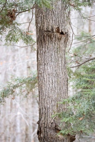 Mystery sugar maple Image