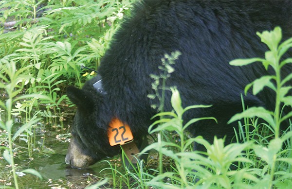 Ben's Bears Go High-Tech