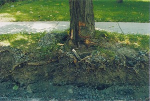 Tree Roots