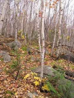 Aspen Birch