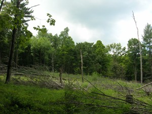 Windswept Woodlands