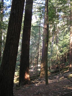 Old hemlock