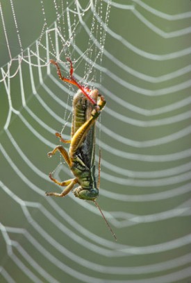 SUM09_grasshopper.jpg thumbnail