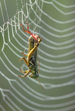 Nature's Other Silk: Spider Webs