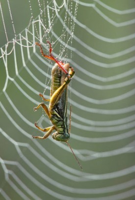 Nature's Other Silk: Spider Webs thumbnail