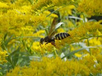 The Buzz on Pollination