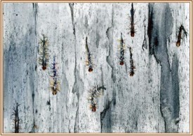 sum10microscope.jpg thumbnail
