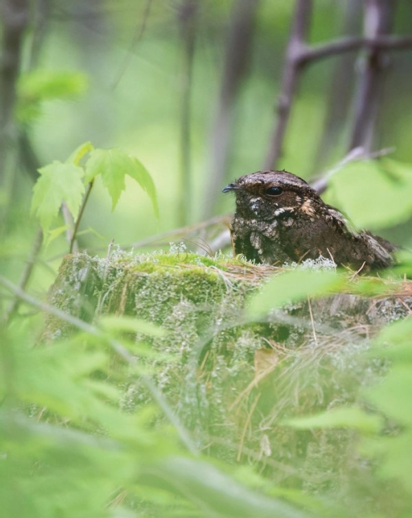 Call of the Nightjar