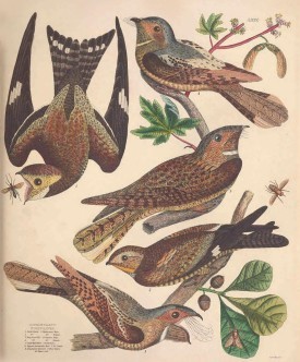 Nightjar Engraving thumbnail