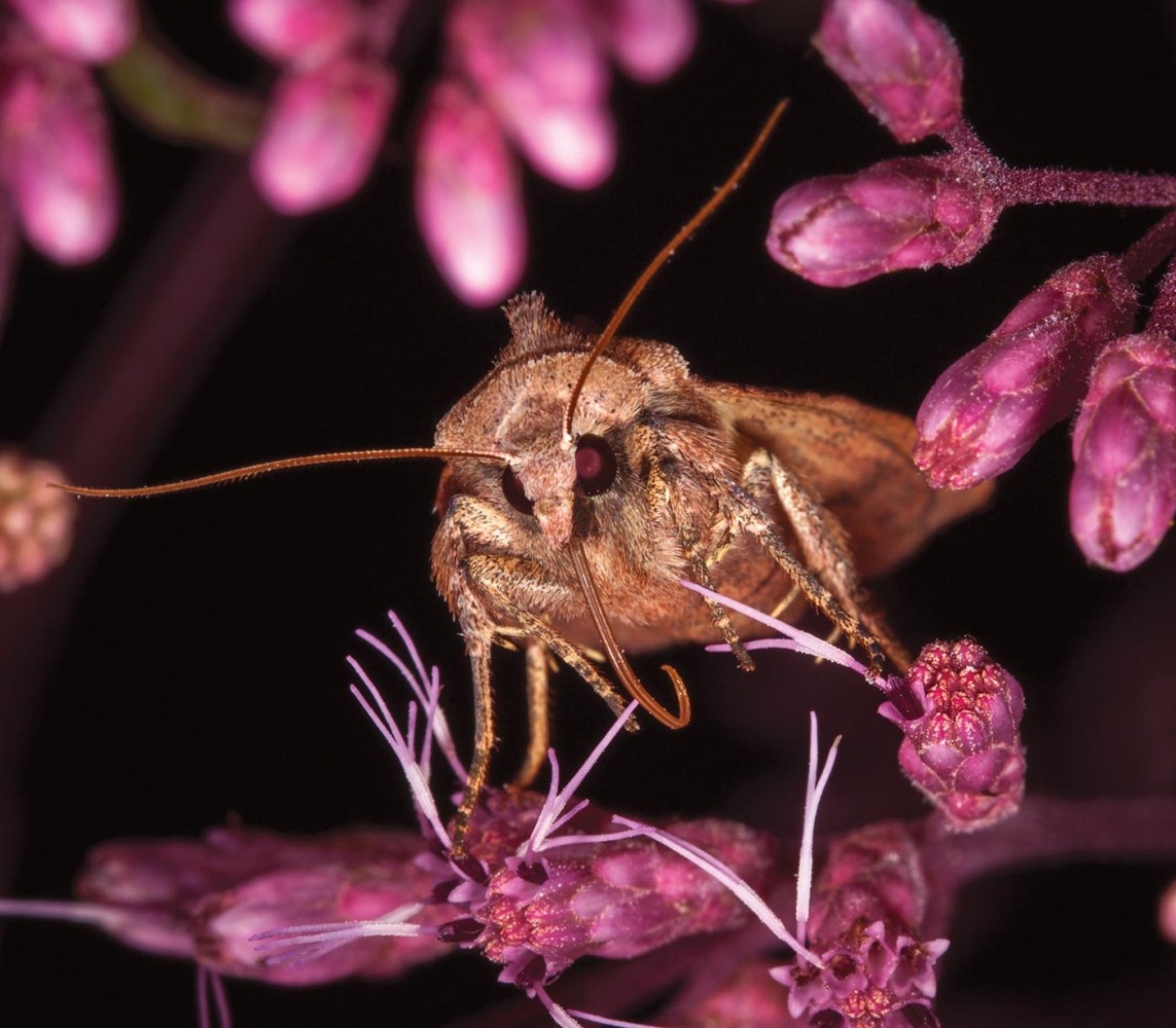 Creating Pathways for Pollinators