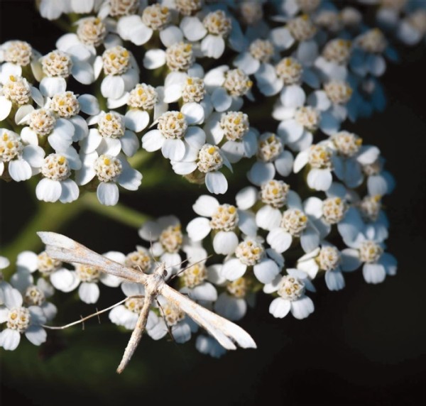 Creating Pathways for Pollinators