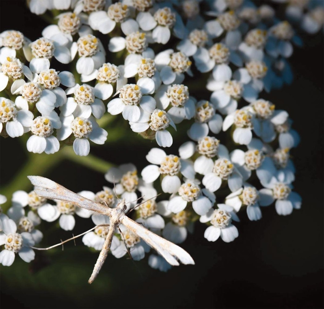 Creating Pathways for Pollinators