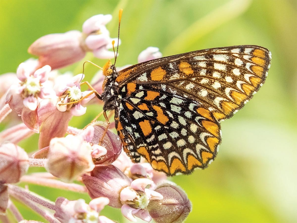 Creating Pathways for Pollinators