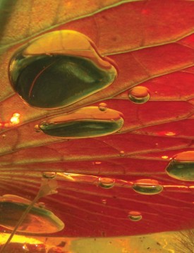 Lily pads thumbnail