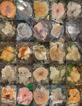 summer_2015_discovery2.jpg thumbnail