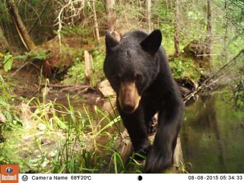 Game Cameras for Northern Woodlands