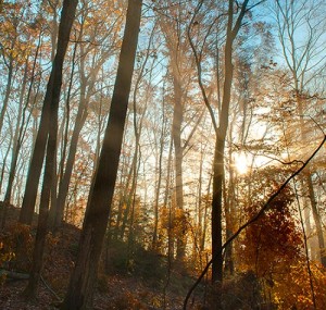 Theology of a Quaker Logger thumbnail