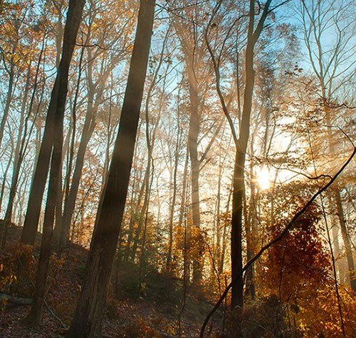 Theology of a Quaker Logger