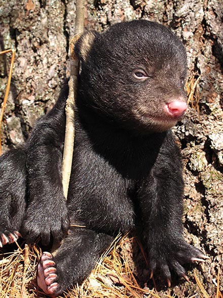 Bear Cub