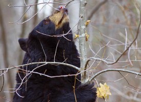 Susan_C_Morse_bear_nests_1.jpg thumbnail