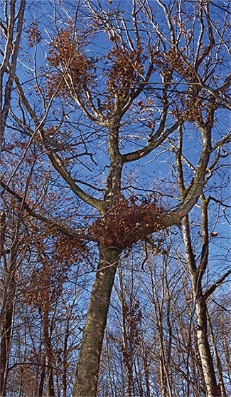 Susan_C_Morse_bear_nests_2.jpg