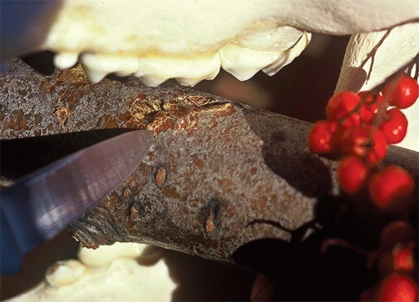 Susan_C_Morse_bear_nests_4.jpg