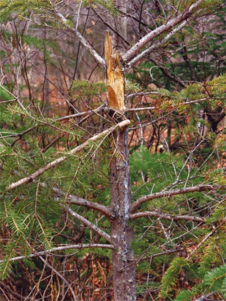 Tracking Tips: Bears in Spring Wetlands