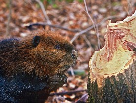 Susan_C_Morse_beaver_aut15_1.jpg thumbnail