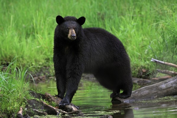 Tracking Tips: Grazing Bears