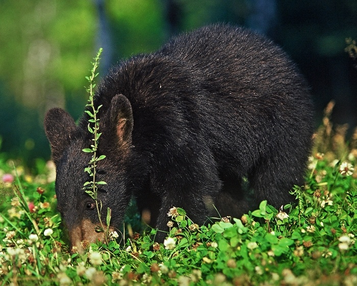 Tracking Tips: Grazing Bears