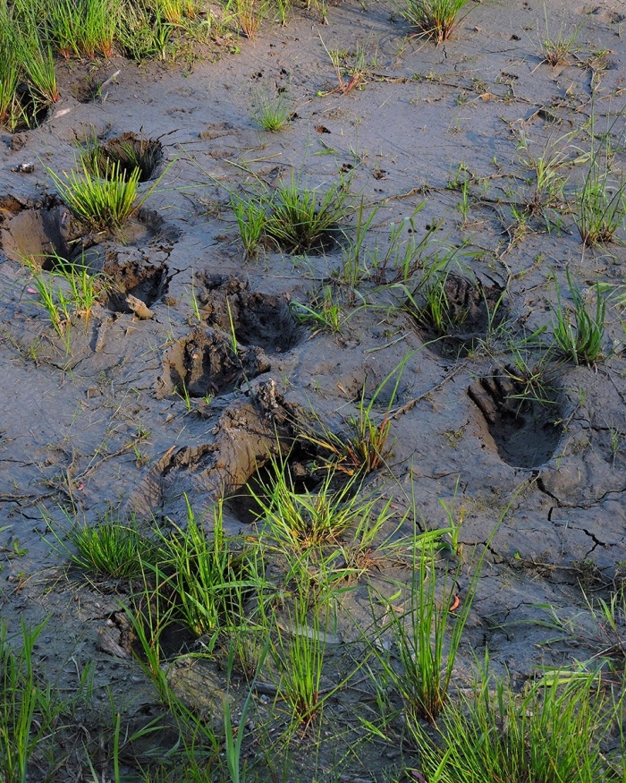 Tracking Tips: Grazing Bears