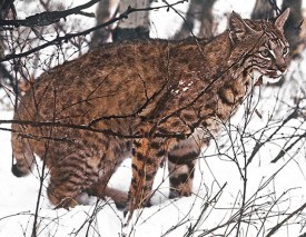 Susan_C_Morse_Bobcat_Scrape_1.jpg thumbnail