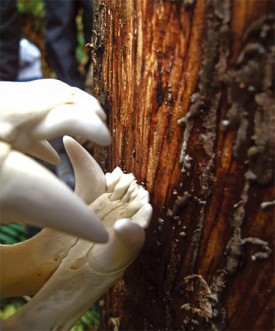 Susan_C_Morse_cambrium_sum14.jpg thumbnail