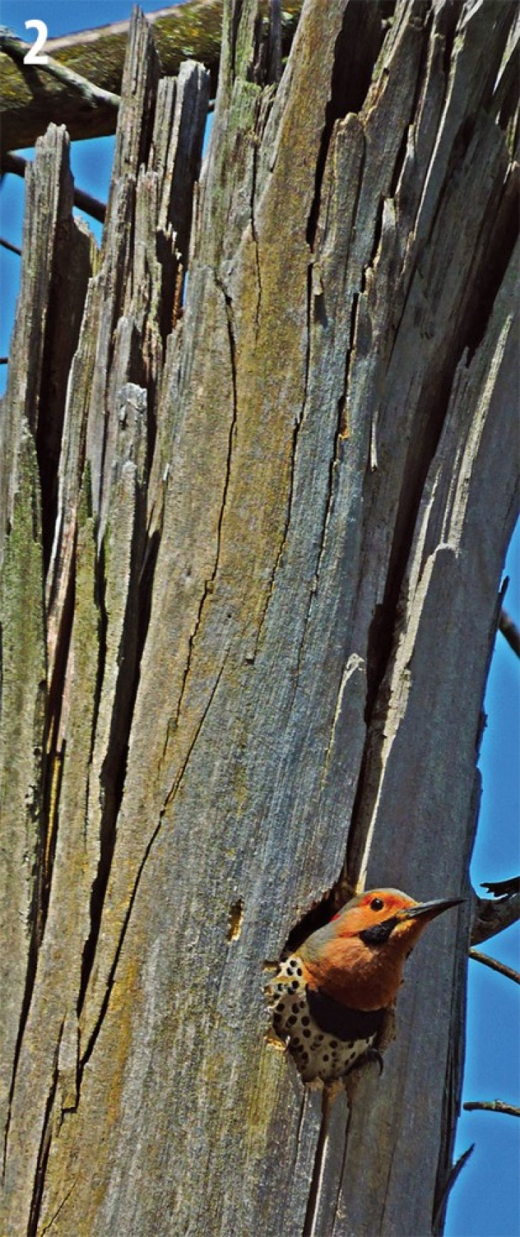 Northern flicker