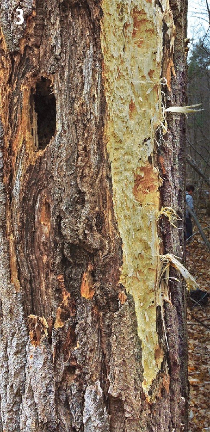 Woodpecker excavations