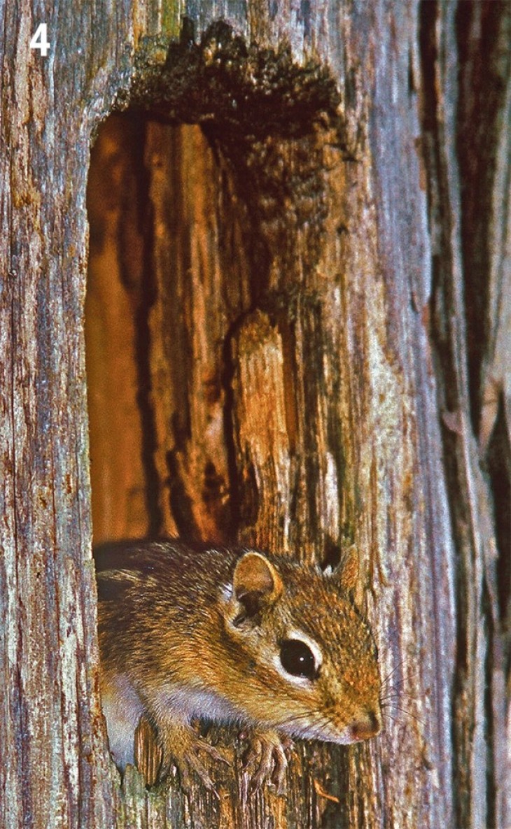 Woodpecker excavations