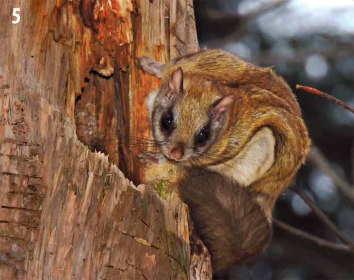 Chipmunk Den