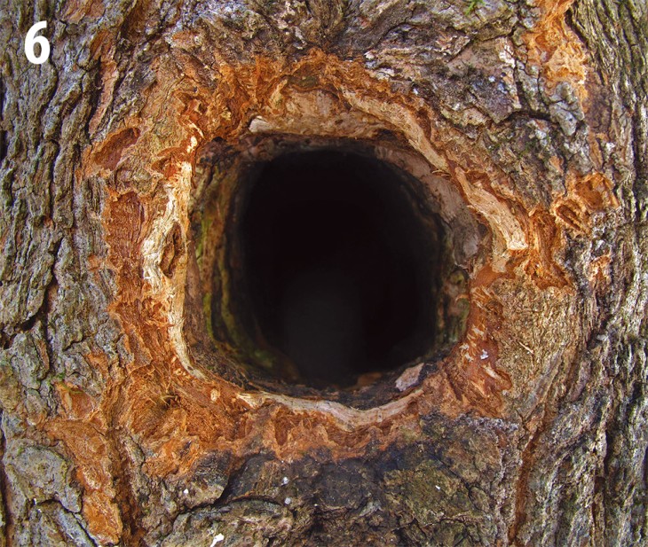 Tree Cavity
