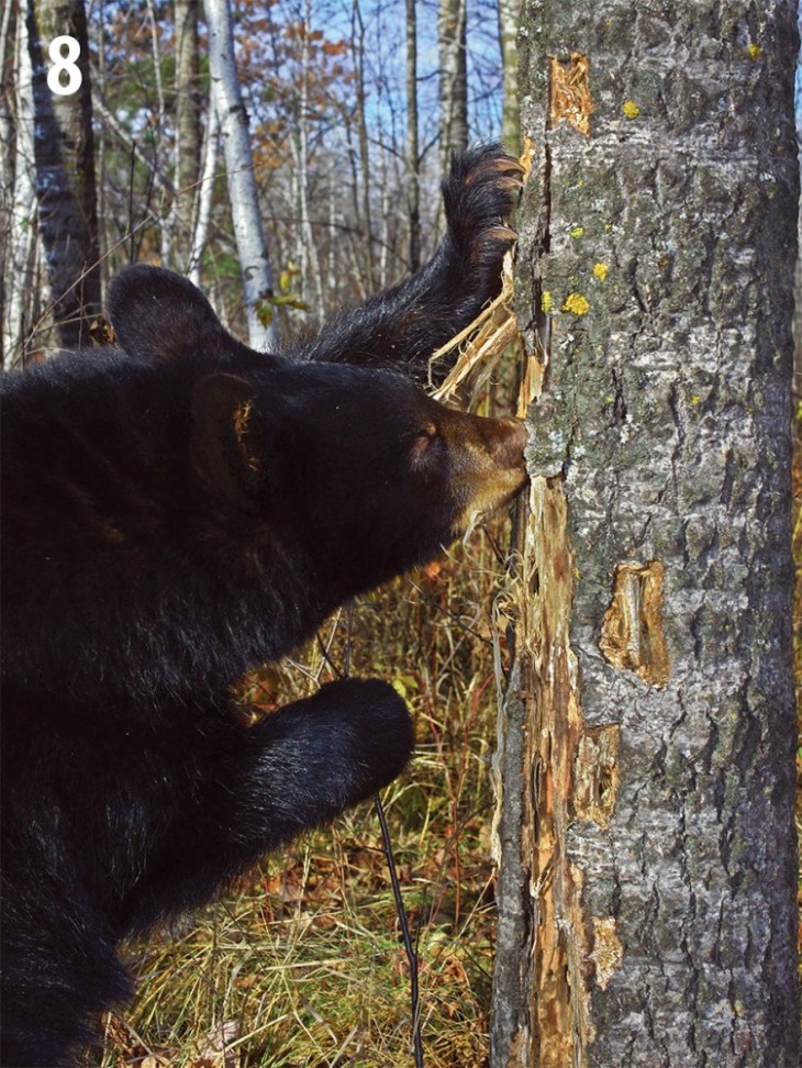 Black Bear