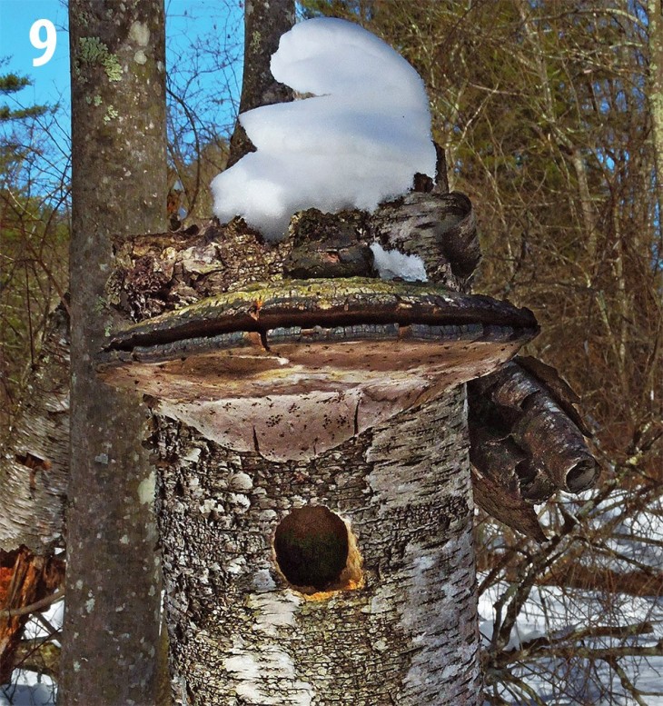 Tree Cavity