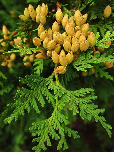 Susan_C_Morse_Cones_aut15_3.jpg
