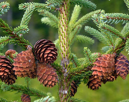 Susan_C_Morse_Cones_aut15_7.jpg