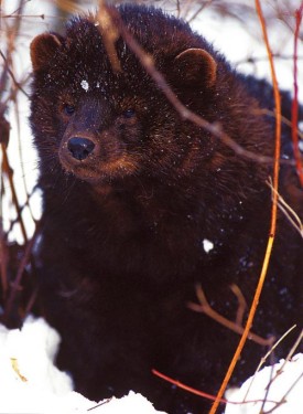 Susan_C_Morse_fisher_win15.jpg thumbnail