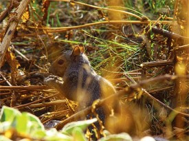 Susan_C_Morse_Food_Storage_1.jpg thumbnail