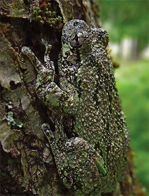 Susan_C_Morse_frog_nw_spr16.jpg