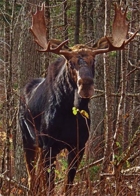 Susan_C_Morse_Moose_Aut14_1.jpg thumbnail
