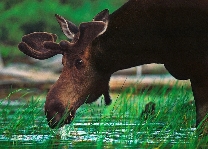 Moose