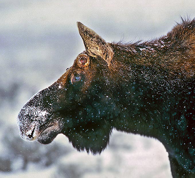 Susan_C_Morse_Moose_Spr15_1.jpg